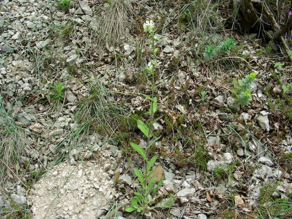 Arabis turrita
